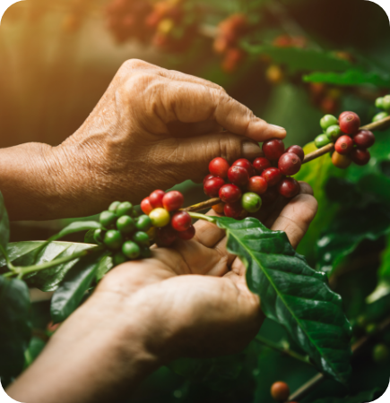 Cubre los cultivos de tus clientes, en caso de ser afectados por catástrofes